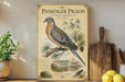 a vintage-style poster of a passenger pigeon, with illustrations of the bird and pine trees, displayed on a shelf next to a wooden cutting board and some lemons.