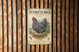 A vintage-style advertisement for Plymouth Rock chicken, featuring a detailed illustration of a black and white speckled chicken standing on a grassy area.