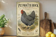 a vintage-style poster of a Plymouth Rock chicken, which is a breed known for its distinctive black and white striped feathers. The poster is displayed on a wooden shelf, surrounded by various kitchen items such as a wooden cutting board, a lemon, and a potted plant.