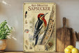 a vintage-style poster of a red-breasted sapsucker, a type of woodpecker, with detailed illustrations and text.