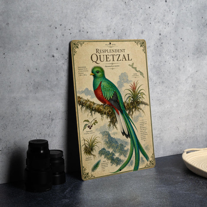 a vintage-style illustration of a colorful bird, specifically a quetzal, perched on a branch.
