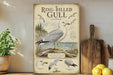 A framed illustration of a ring-billed gull, a seabird, is displayed on a shelf next to a wooden cutting board and a potted plant.