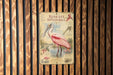 a poster of a pink spoonbill bird, which is a large wading bird with a long, curved beak and a pinkish plumage.