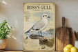 A field guide to Ross's Gull, featuring a detailed illustration of the bird on a rock, with additional information about the species.