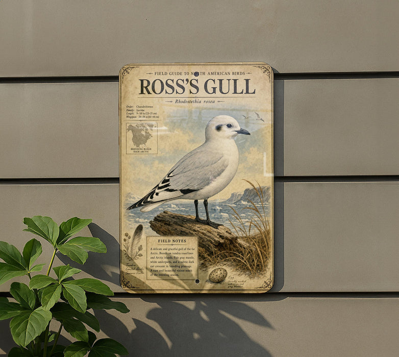a vintage-style field guide to Ross's Gull, which is mounted on a wall next to a plant.