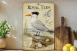 a poster of a Royal Tern, a seabird, on a wall. The poster includes a detailed illustration of the bird and its natural habitat, as well as information about the species.