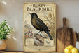 a vintage-style poster of a Rusty Blackbird, a bird known for its black plumage and distinctive call. The poster is displayed on a wooden shelf, surrounded by various kitchen items such as a cutting board, a knife, and a bowl.