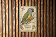 a colorful illustration of a parrot, specifically a Senegal parrot, perched on a branch.