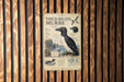 The image is a poster or informational display about the Thick-Billed Murre, a bird species native to the Arctic regions of North America and Europe.
