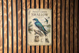 a vintage-style poster or sign with illustrations and text about the Violet-Green Swallow, a bird species.