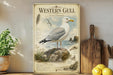 a poster of a seagull, with a detailed illustration of the bird and its natural habitat, including a coastal landscape.