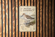 a poster of a Western Sandpiper bird, which is a type of sandpiper, standing on a beach.