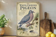a vintage-style poster of a white-crowned pigeon, with illustrations and text providing information about the bird.