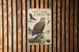 The image is a poster or informational display about a white-tailed eagle, featuring illustrations and text about the species.