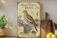 a vintage-style illustration of a white-winged dove, accompanied by text and a detailed illustration of the bird in flight.