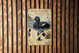 a poster of a white-winged scoter, a type of bird, displayed on a wooden wall.