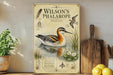 A vintage-style poster of Wilson's Phalarope, a type of wading bird, is displayed on a wall next to a wooden cutting board and some potted plants.